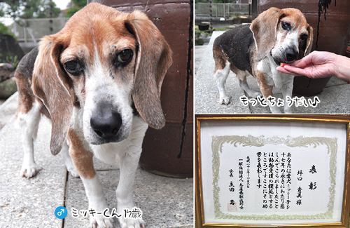 まだまだ長生きします ご長寿犬ミッキーくん 15年12月 有田動物病院 兵庫県豊岡市