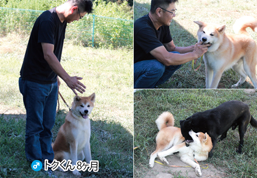 秋田犬のトクくん 現在しつけの勉強中 18年9月 有田動物病院 兵庫県豊岡市